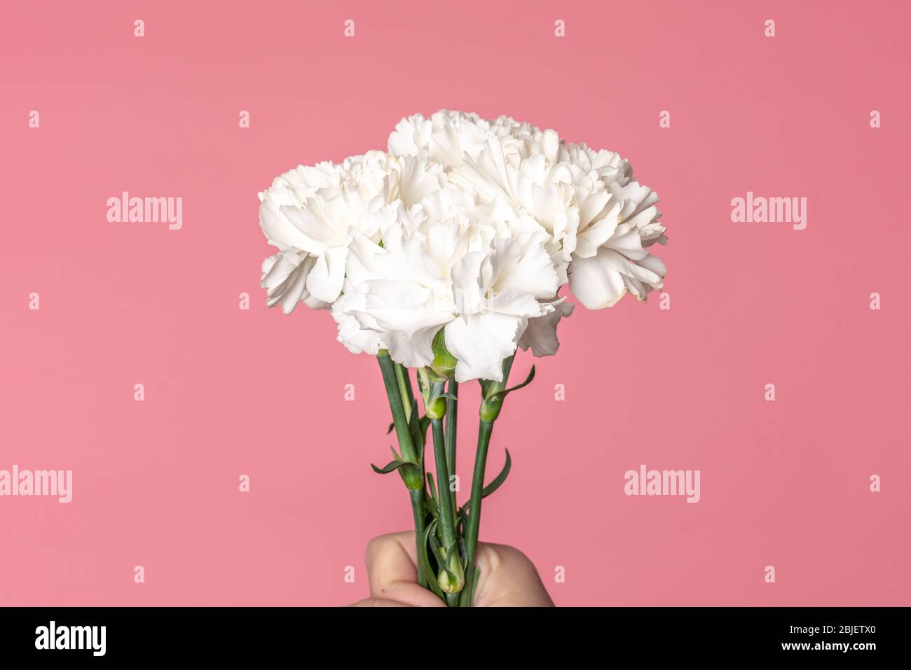 White carnation flowers Dianthus caryophyllus also known as Clove isolated on candy pink Stock Photo