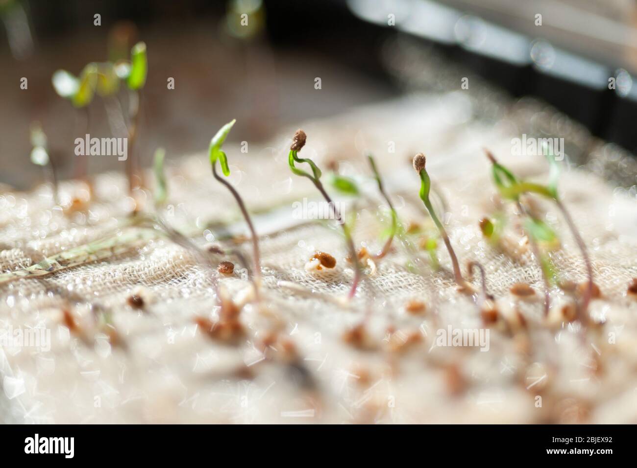 Micro green in plastic box Stock Photo - Alamy