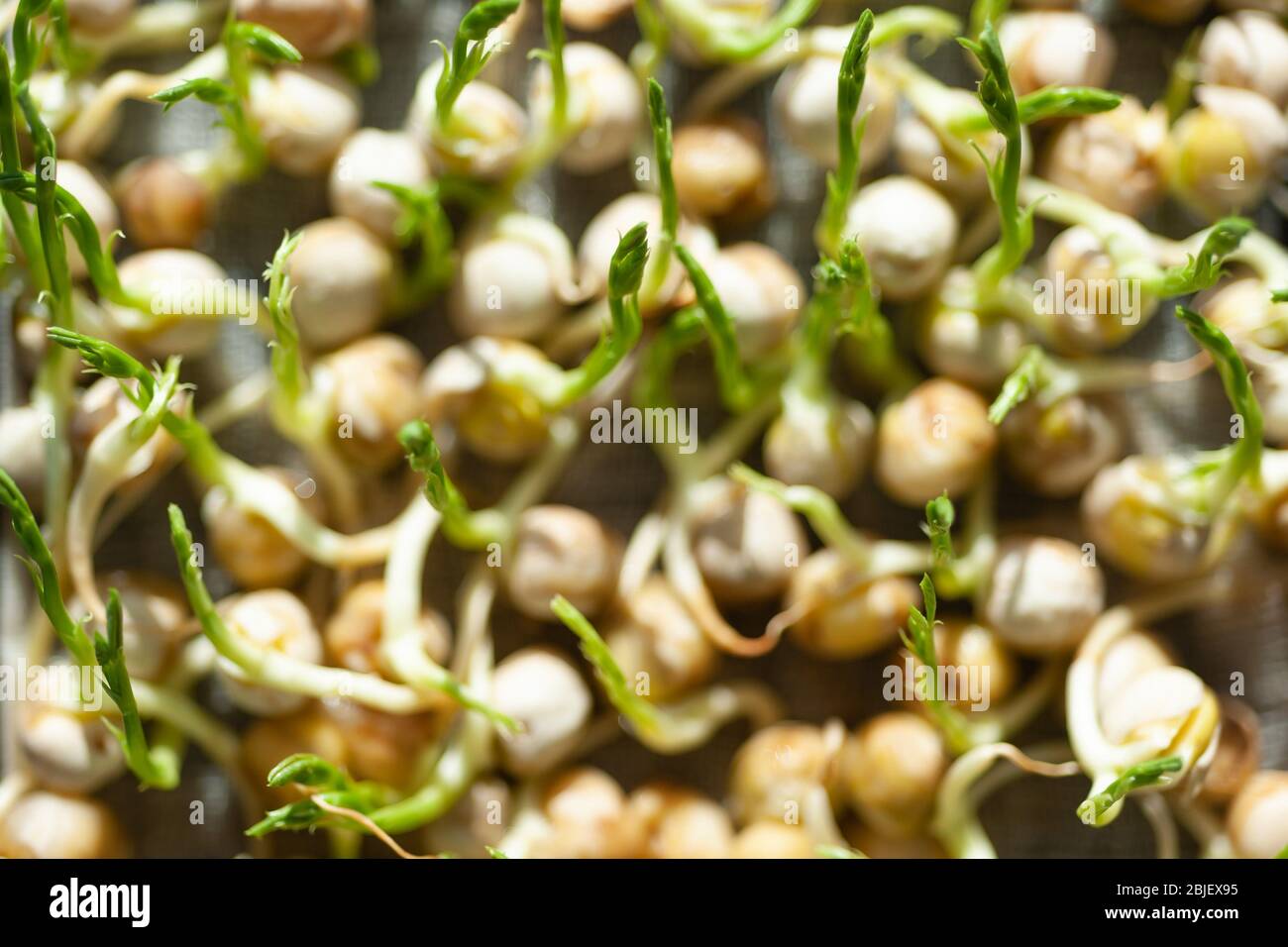 Young vegetable pea sprouts, microgreen. Organic micro sprouts grown in a plastic box Stock Photo