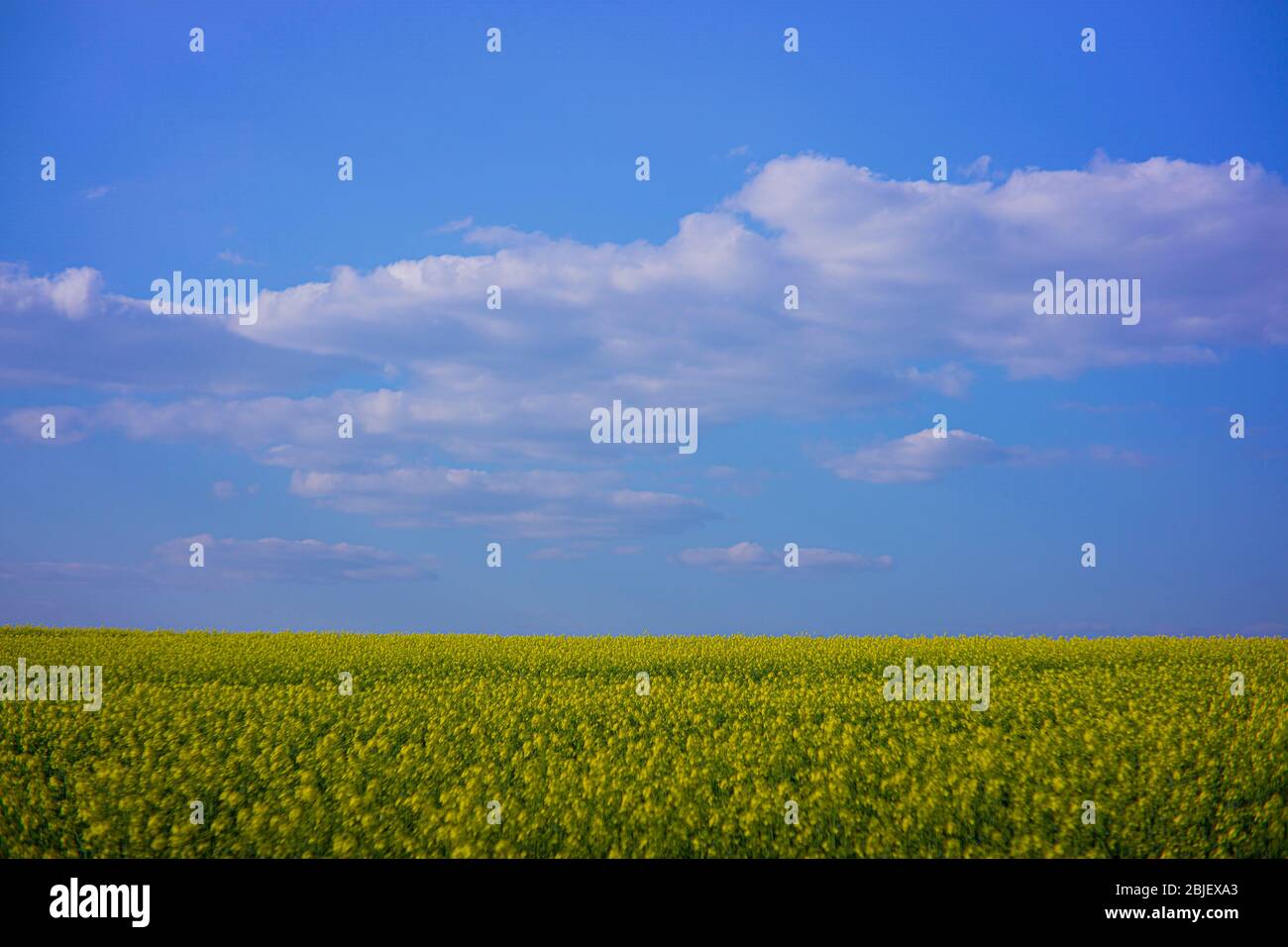 Rapeseed field on a sunny day with clear skies Stock Photo - Alamy