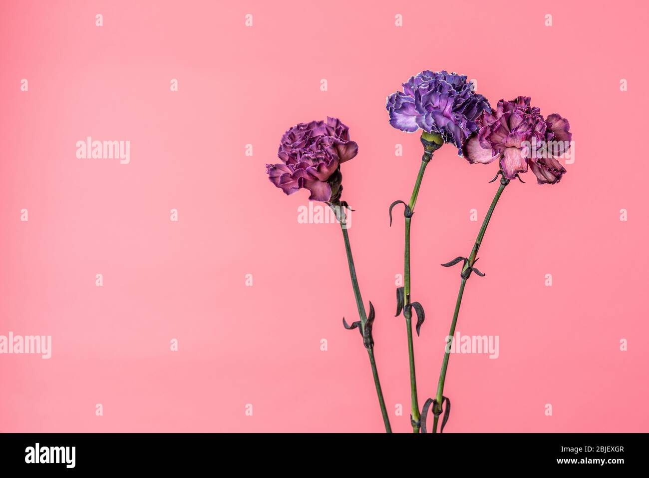 Three carnation flowers - violet and peach pink isolated on soft pink ...