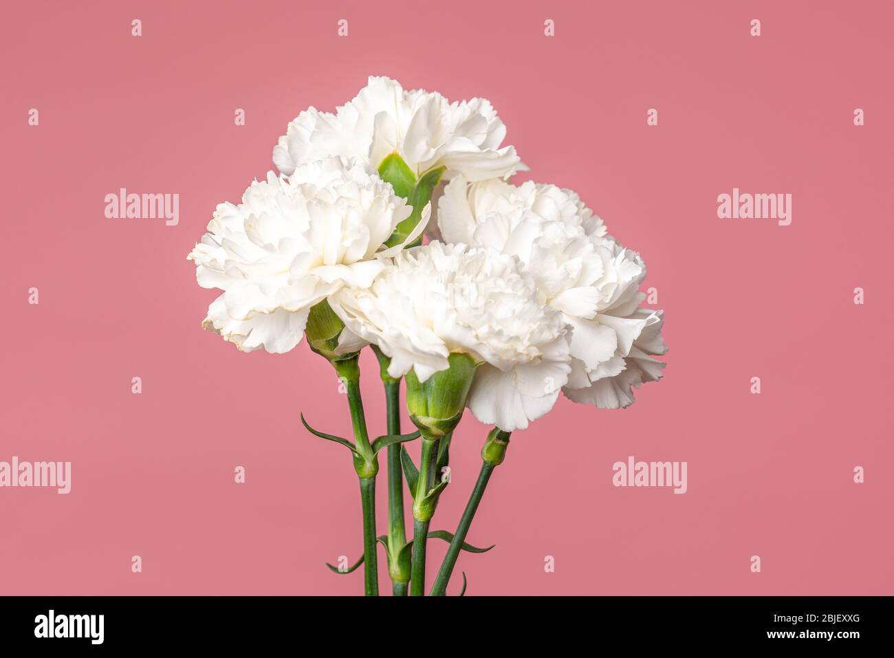 Detail of the Carnation flowers Dianthus caryophyllus also known as Clove Pink. Isolated on pure pink Stock Photo