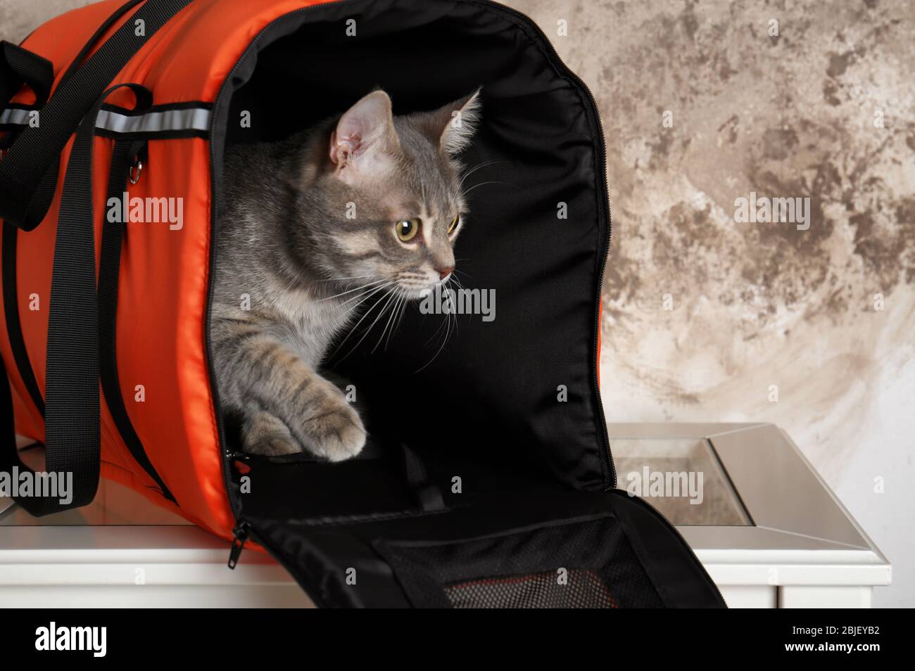 Cat in carrier bag on table Stock Photo Alamy