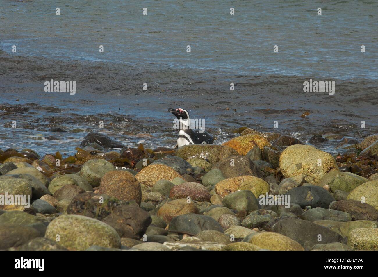 Isla chilena hi-res stock photography and images - Alamy