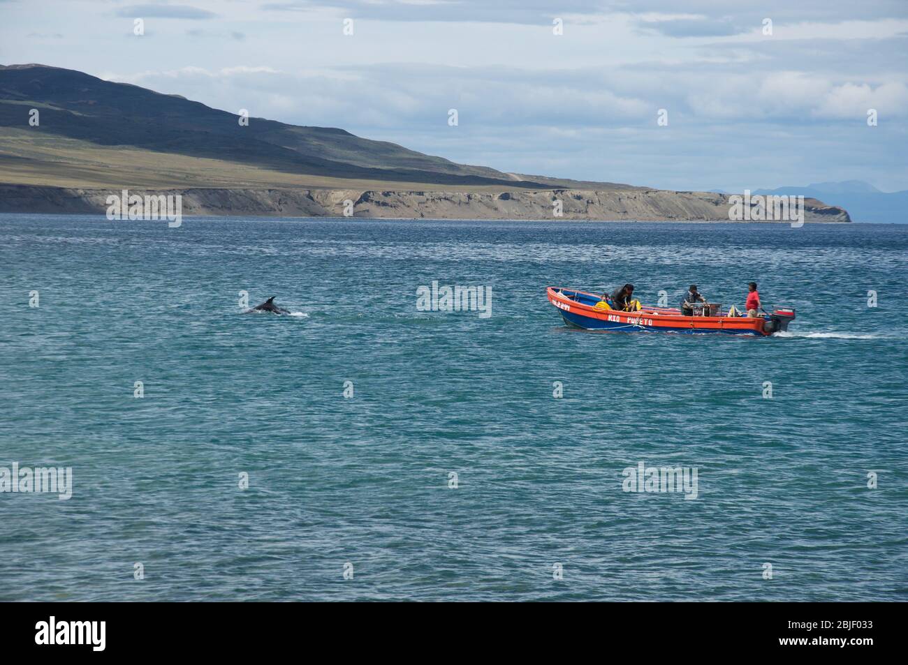 A dolphin comes before a boat in the Tierra del Fuego Stock Photo