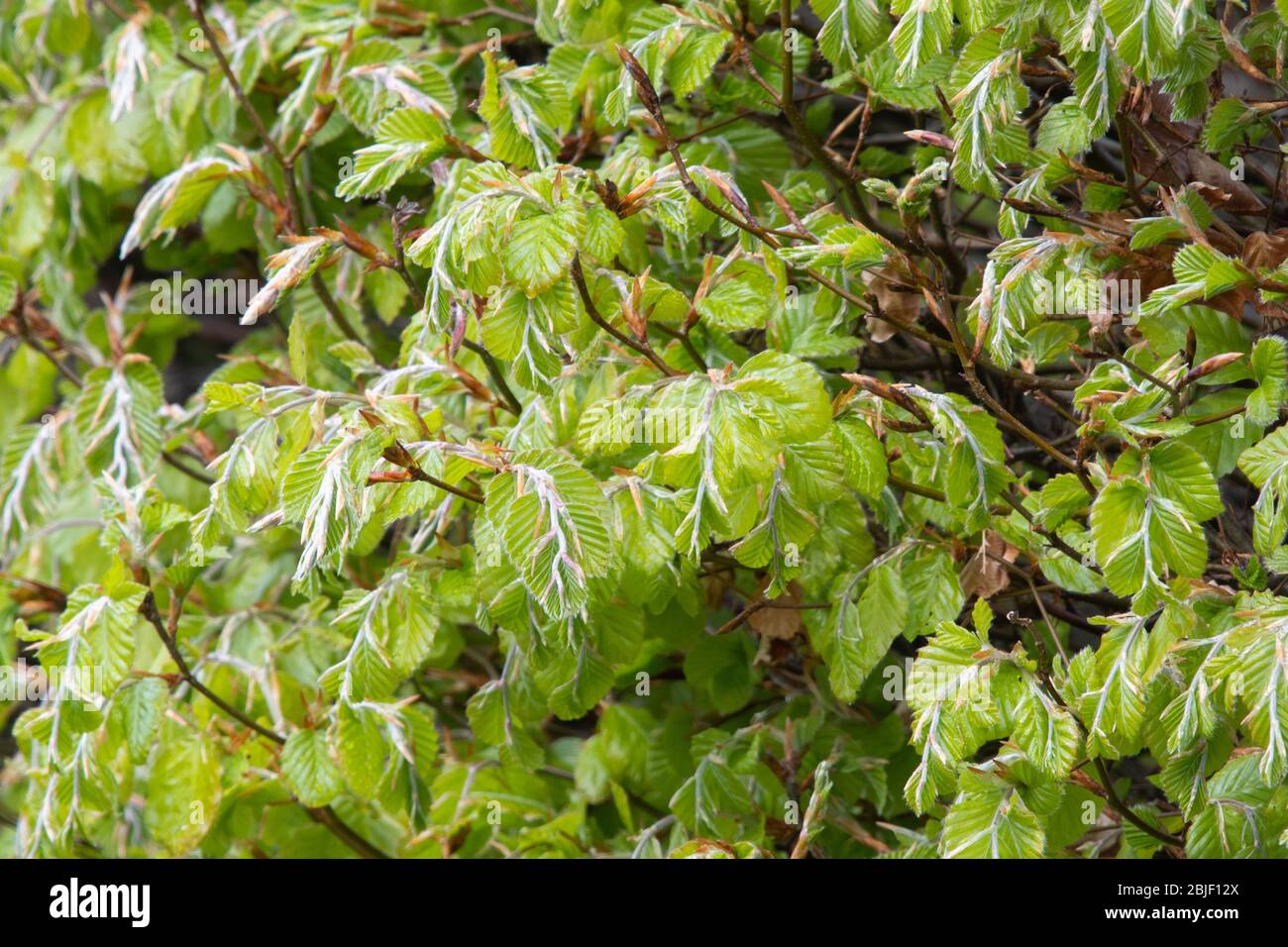 unfurling beech leaves on a hedge in spring - UK Stock Photo