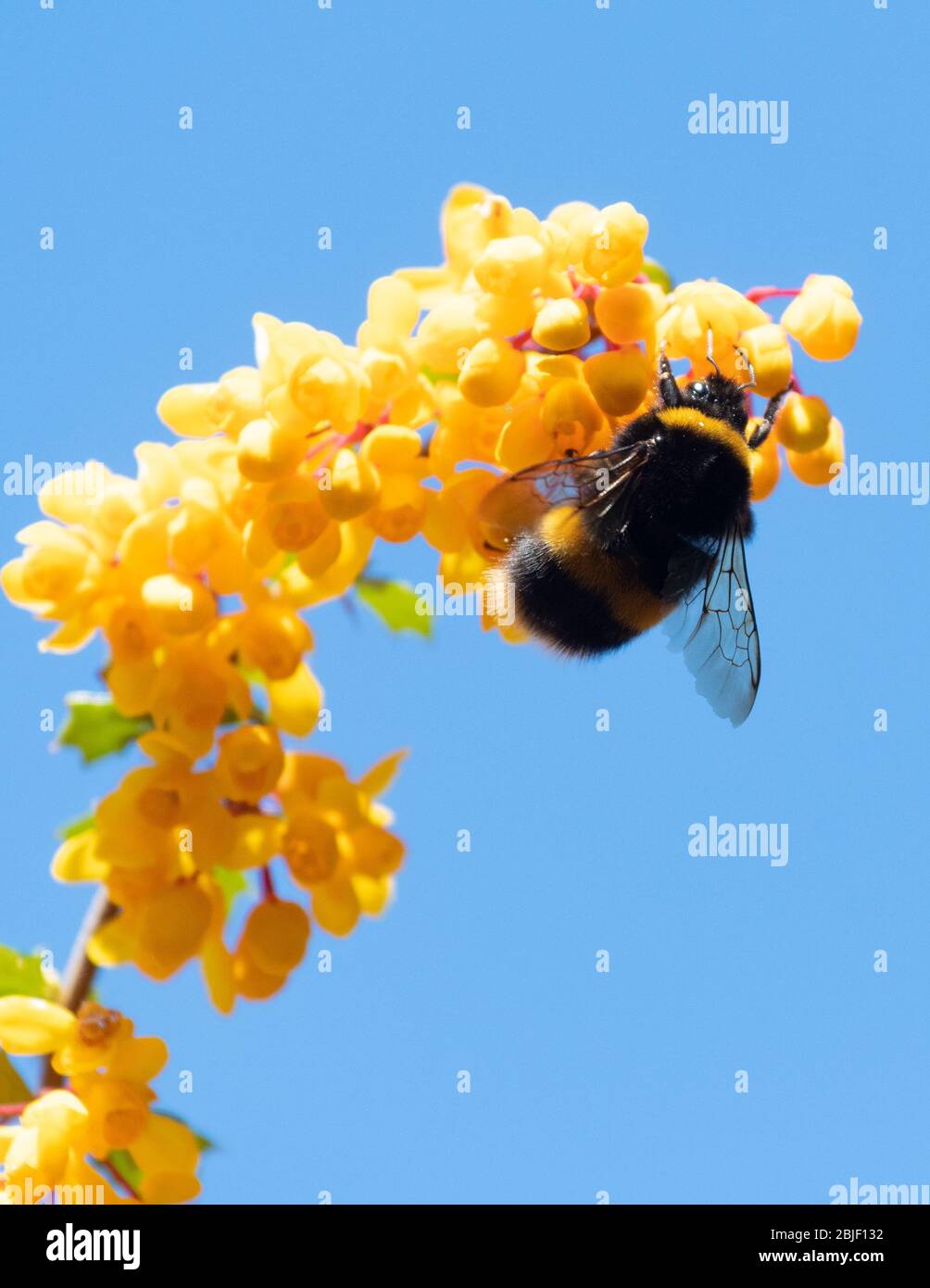 Bumblebee on Berberis Darwinii flowers in spring - Scotland, UK Stock Photo