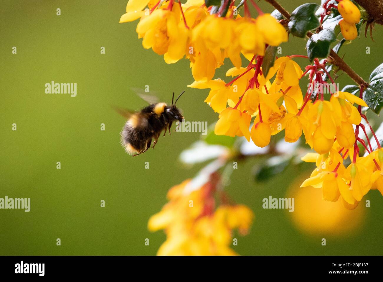 Bumblebee on Berberis Darwinii flowers in spring - Scotland, UK Stock Photo