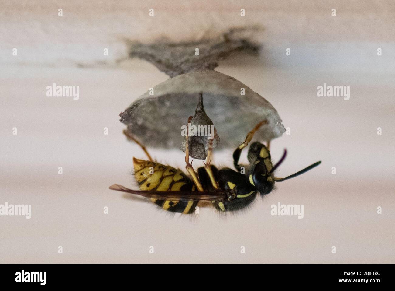 Wasp nest construction hi-res stock photography and images - Alamy