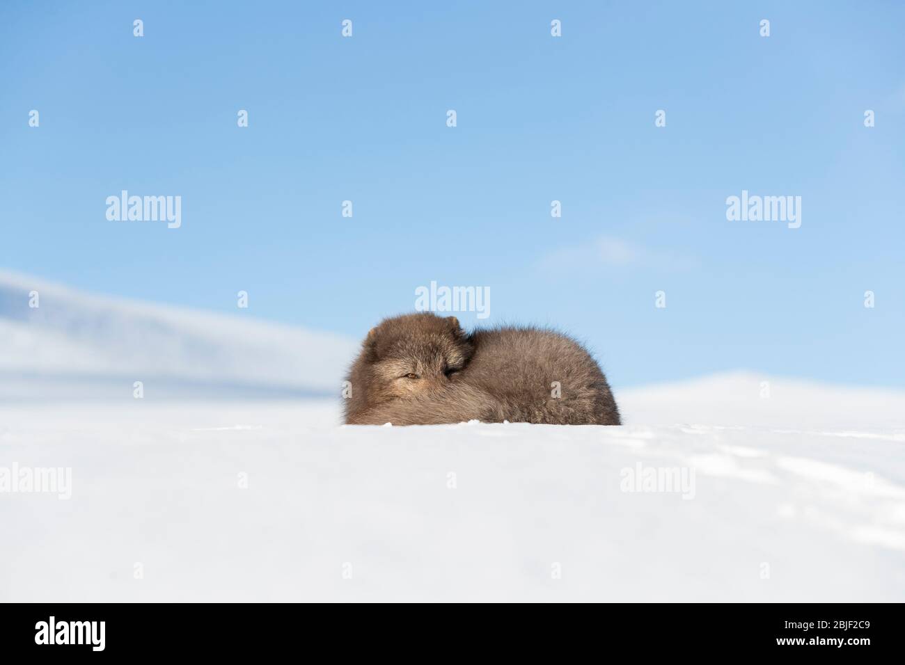 Arctic Fox (Vulpes Lagopus) Resting In The Snow Stock Photo - Alamy