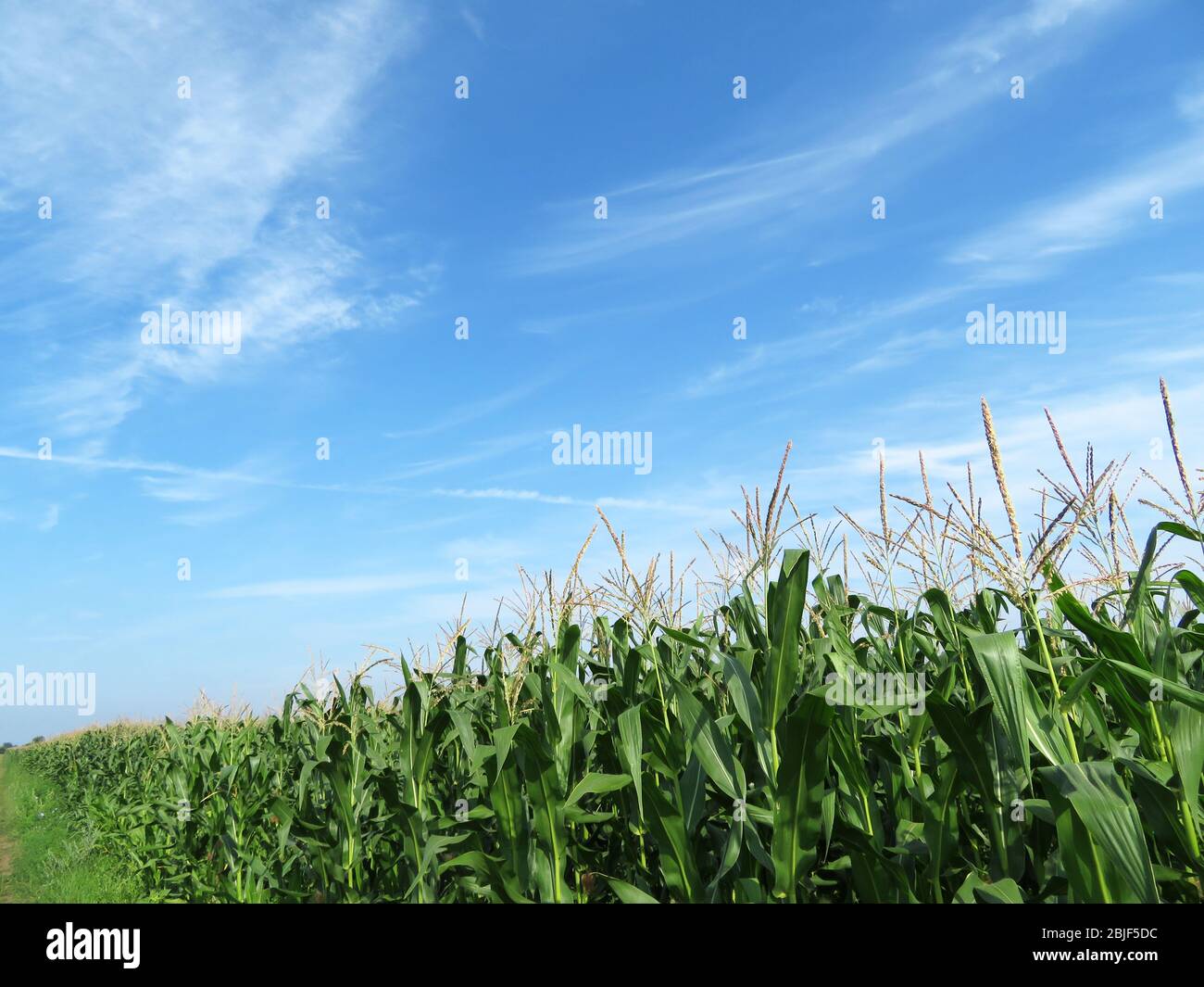 Corn field against blue sky and white clouds. Young corn stalks with cobs, green plants, agricultural industry in summer Stock Photo