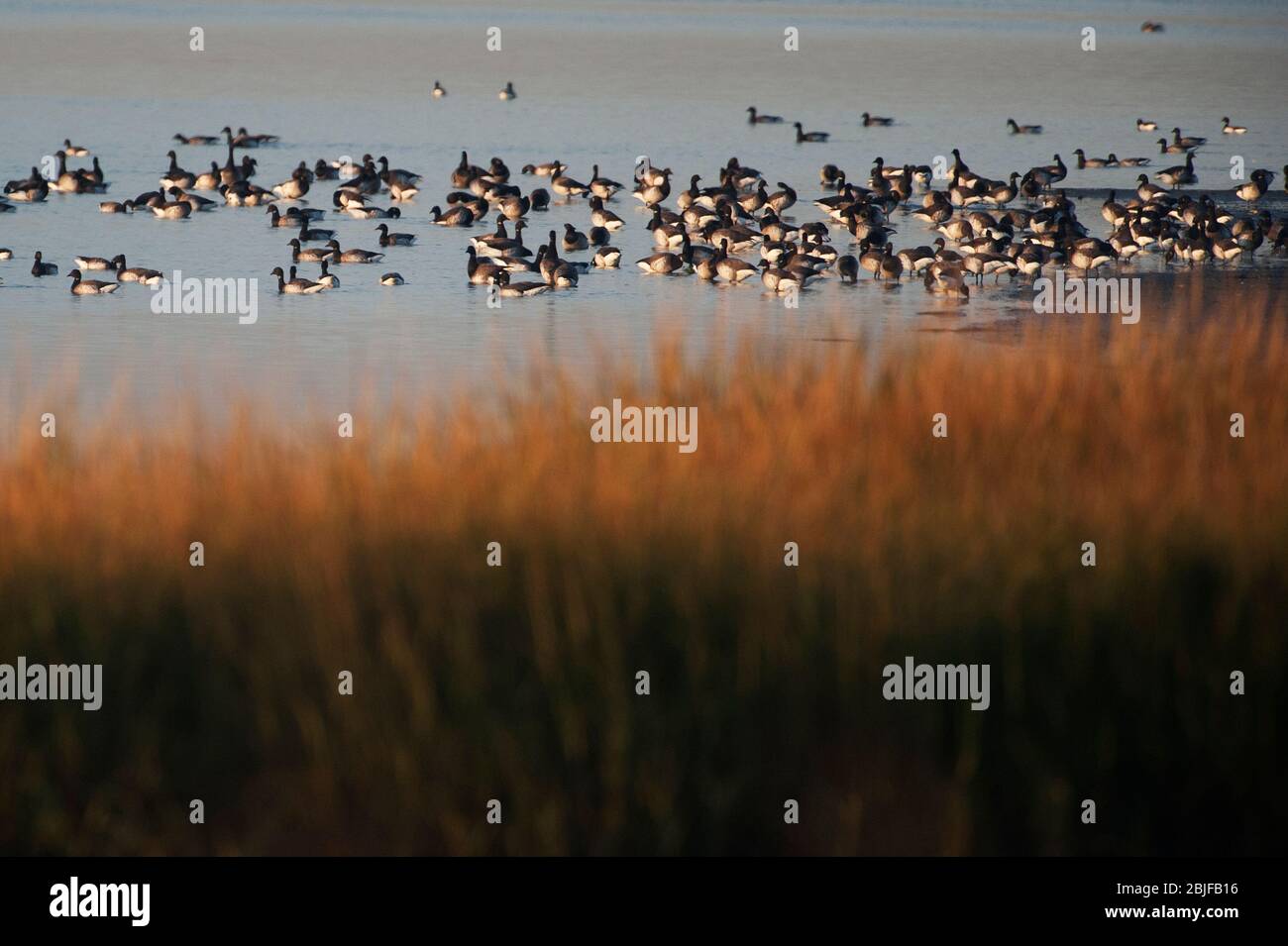 Flock of brant geese resting and swimming in an autumn salt marsh Stock Photo