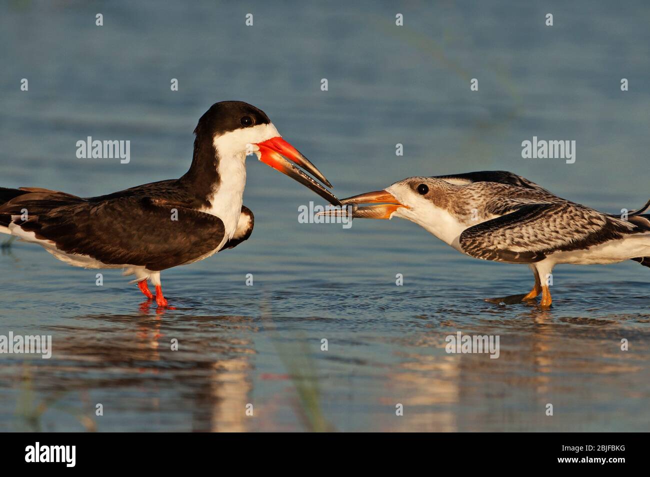 Adult black skimmer feeding juvenile skimmer Stock Photo Alamy