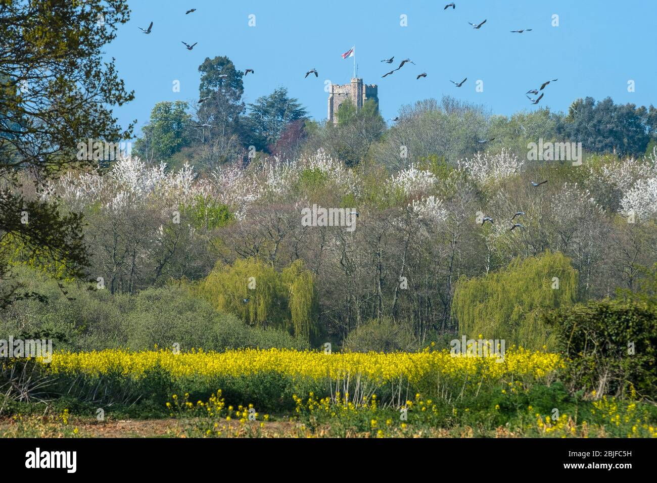 Spring time blossom in Hoxne, Suffolk, England,UK. Pidgeons in the sky flying over  Saint Peter and Paul's church tower with the flag of Saint George. Stock Photo