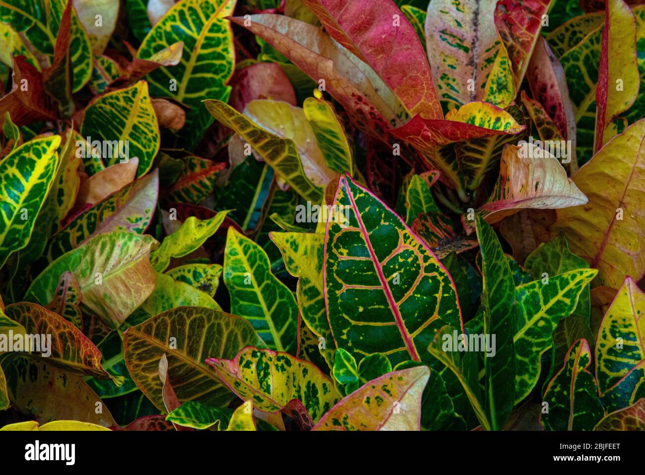 Croton leaves Stock Photo