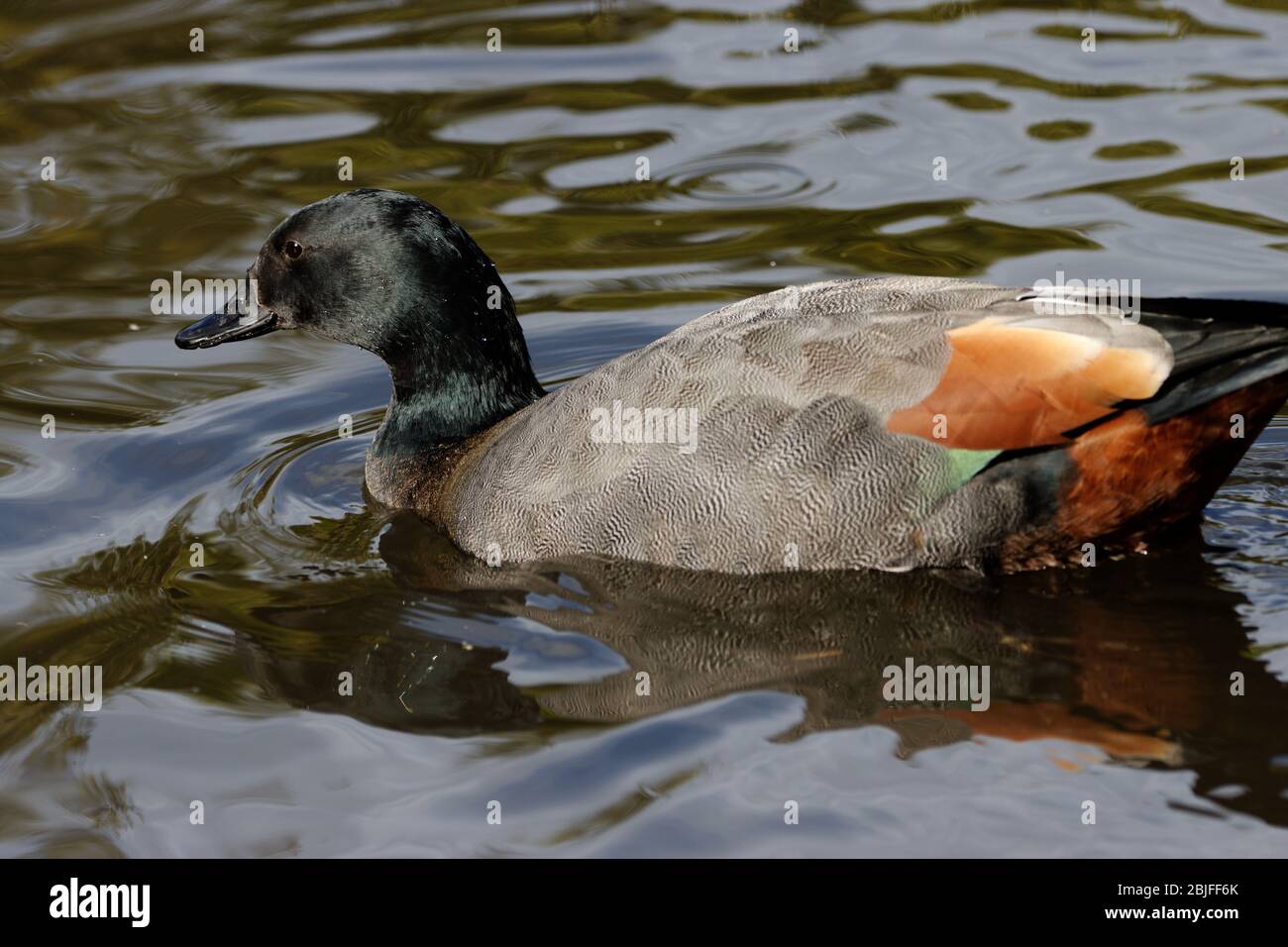 The paradise shelduck is a conspicuous and colourful species. Between a
