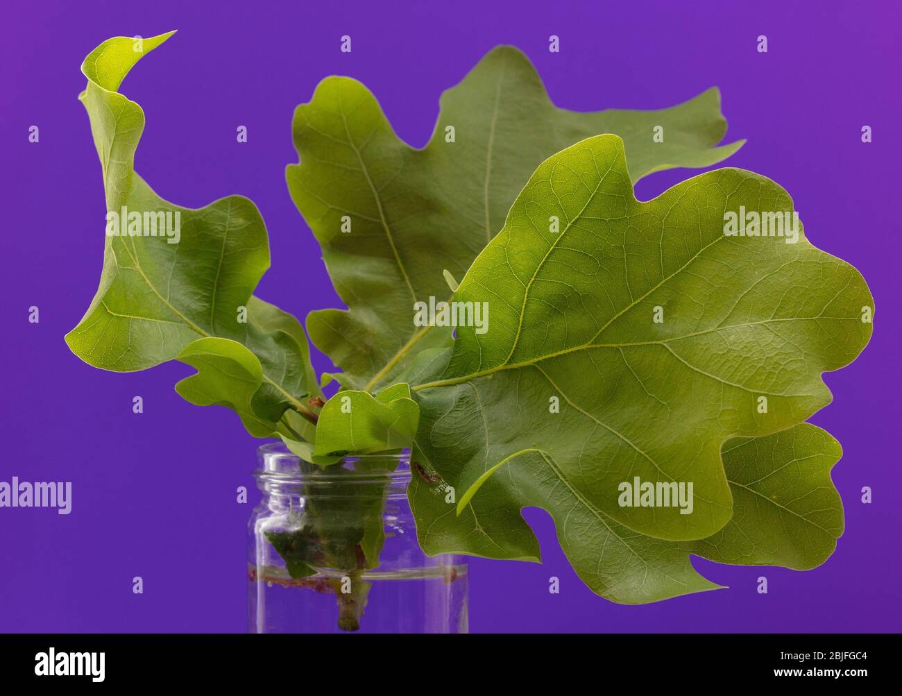 Olive Tone Oak Leaf High Resolution Stock Photography and Images - Alamy