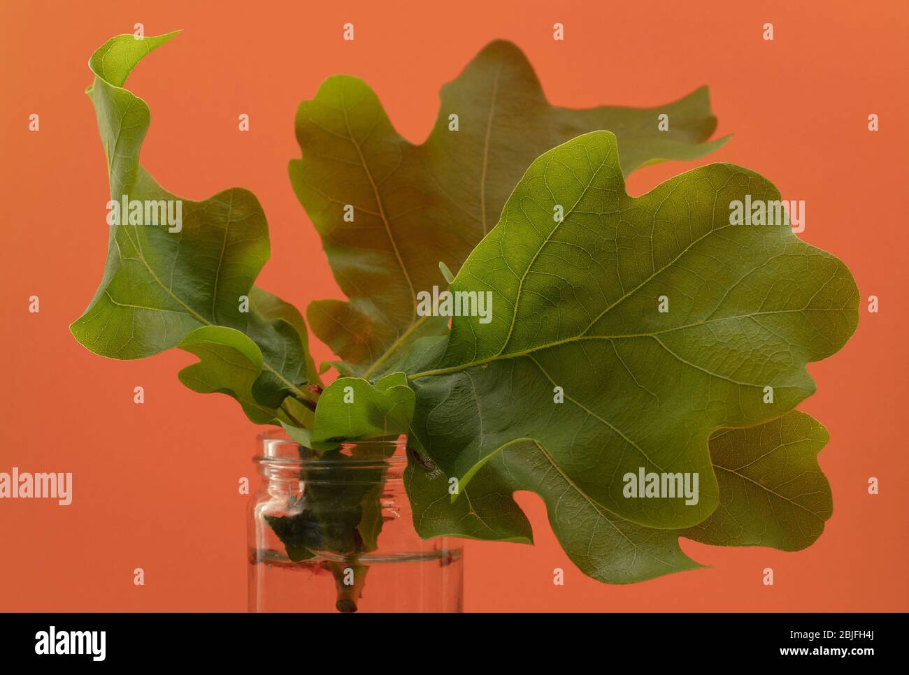 Olive Tone Oak Leaf High Resolution Stock Photography and Images - Alamy