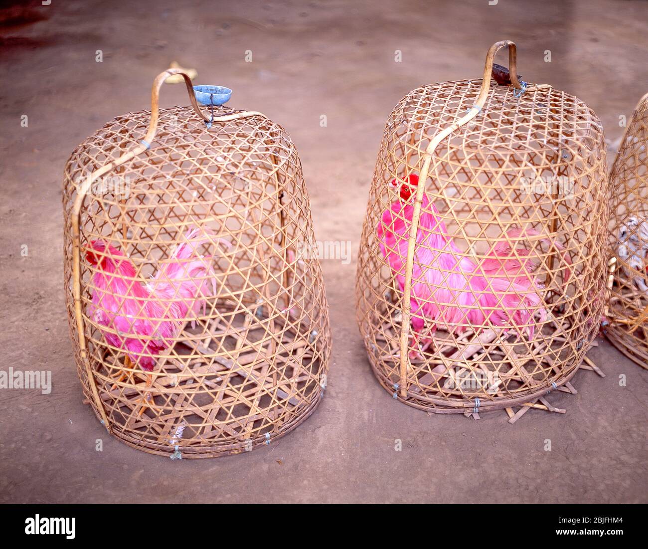 live pink-dyed chickens in baskets, Tenganan Ancient Village, Tenganan, Bali, Republic of Indonesia Stock Photo