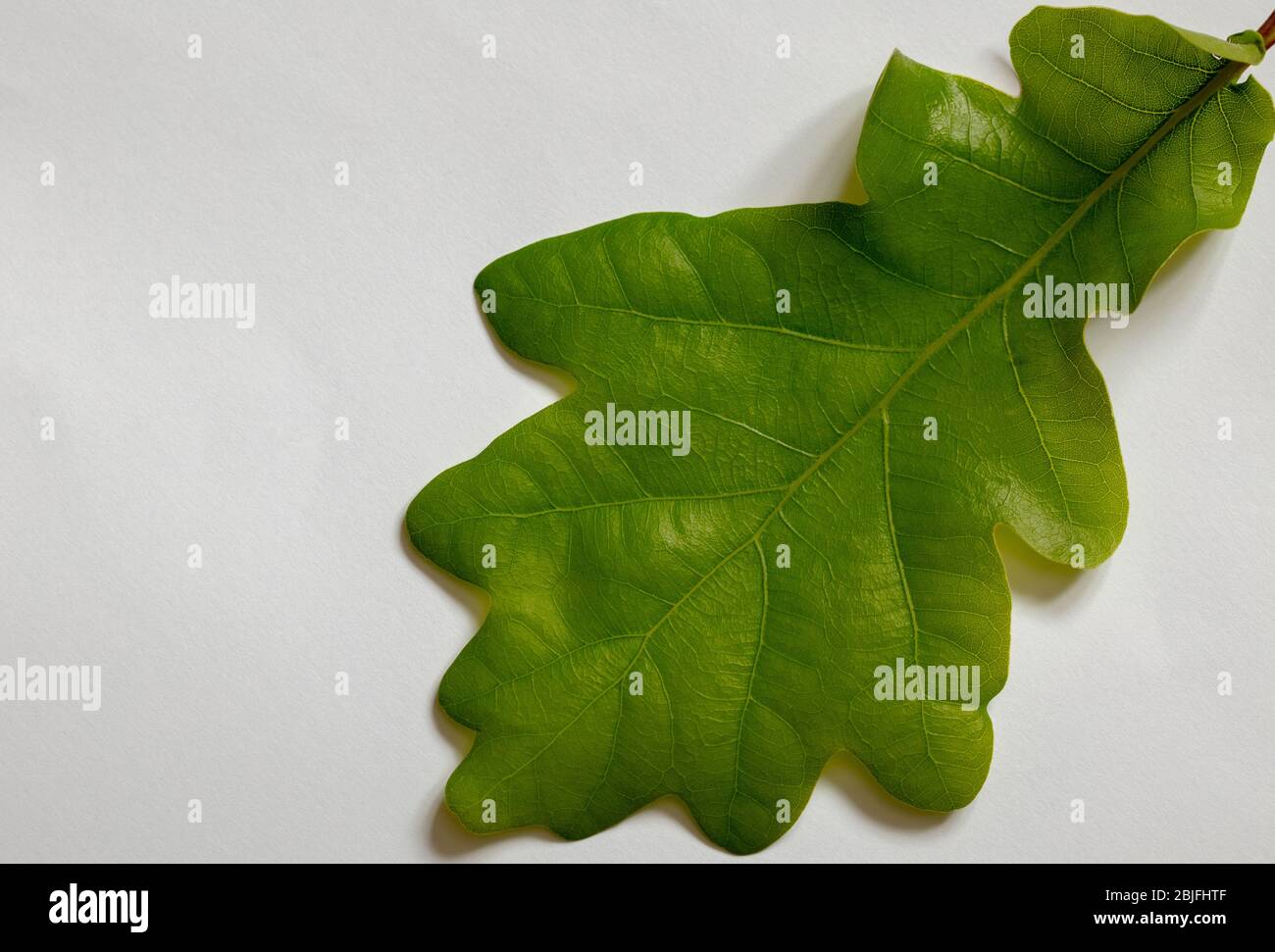 Oak leaf seen from above in spring. Stock Photo