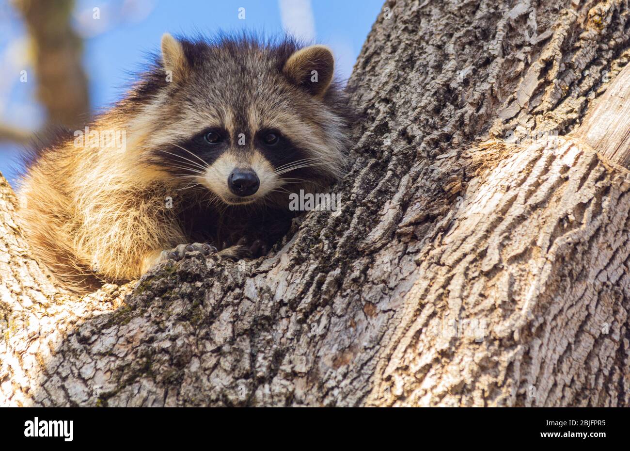 Closeup of a young raccoon in the branch of a tree. Stock Photo
