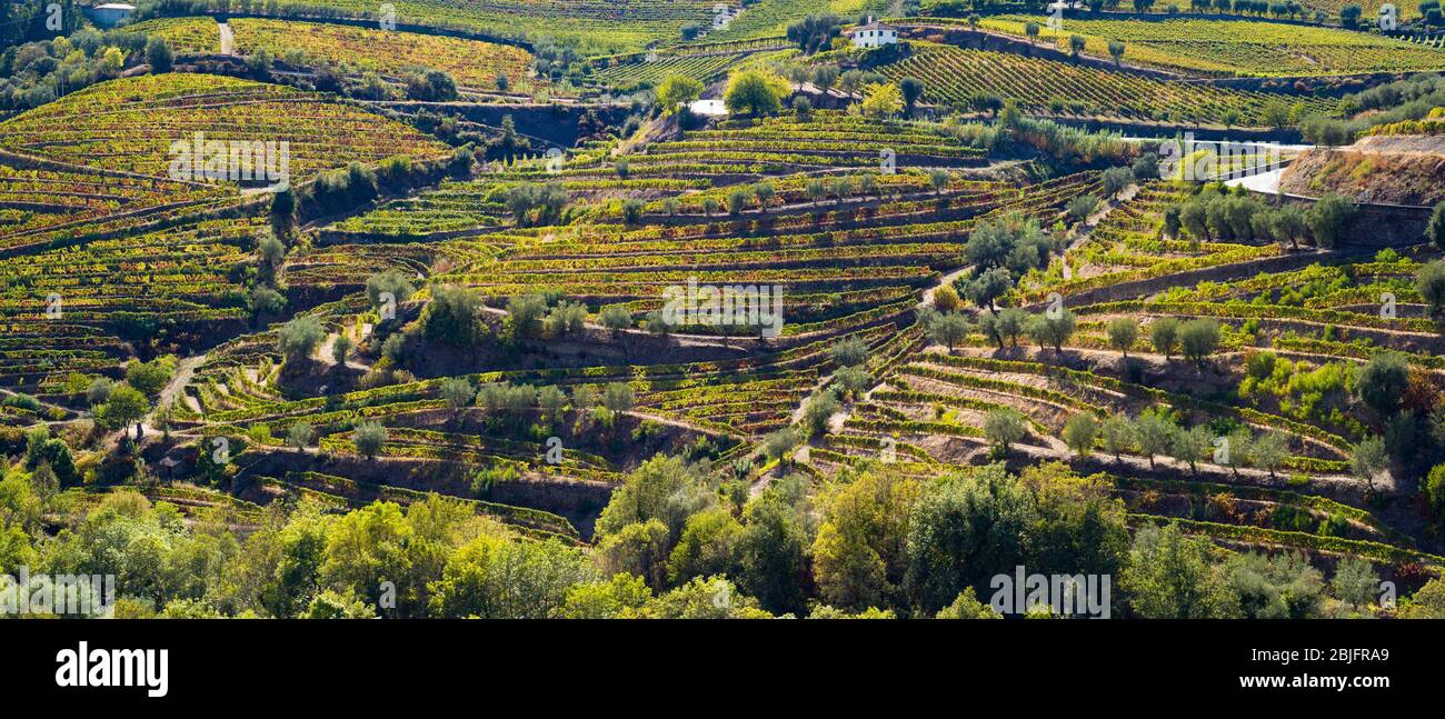 Vineyards on the verdant green hill slopes and banks of the River Douro region north of Viseu in Portugal Stock Photo