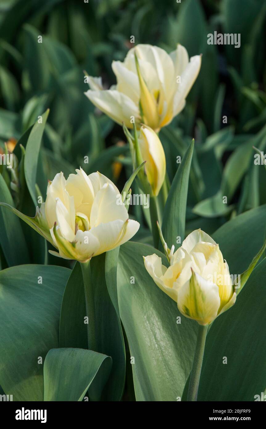Group of tulips Exotic Emperor a white with green flash and pale yellow markings double tulip belonging to the Fosteriana group of tulips Division 13 Stock Photo