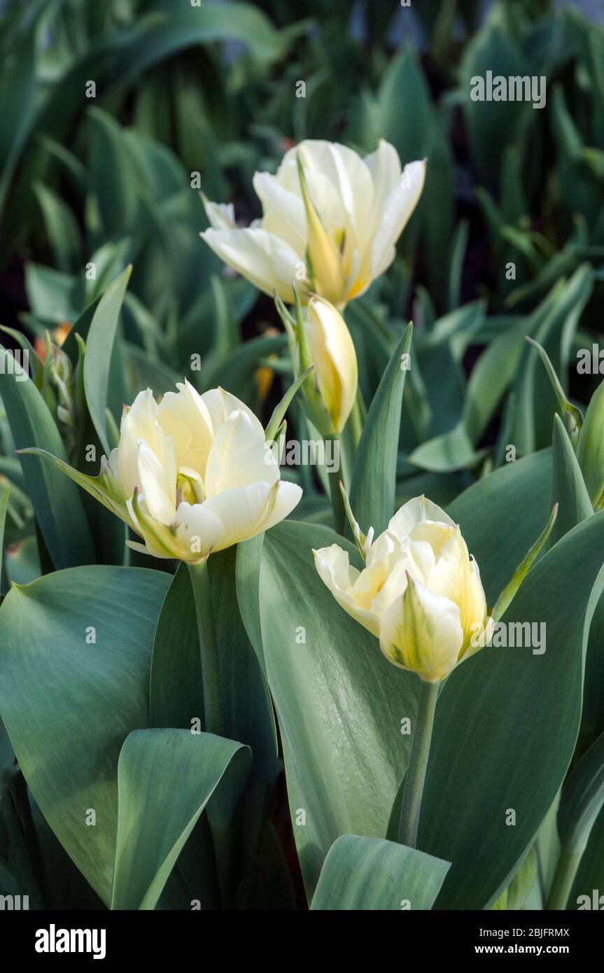 Group of tulips Exotic Emperor a white with green flash and pale yellow markings double tulip belonging to the Fosteriana group of tulips Division 13 Stock Photo