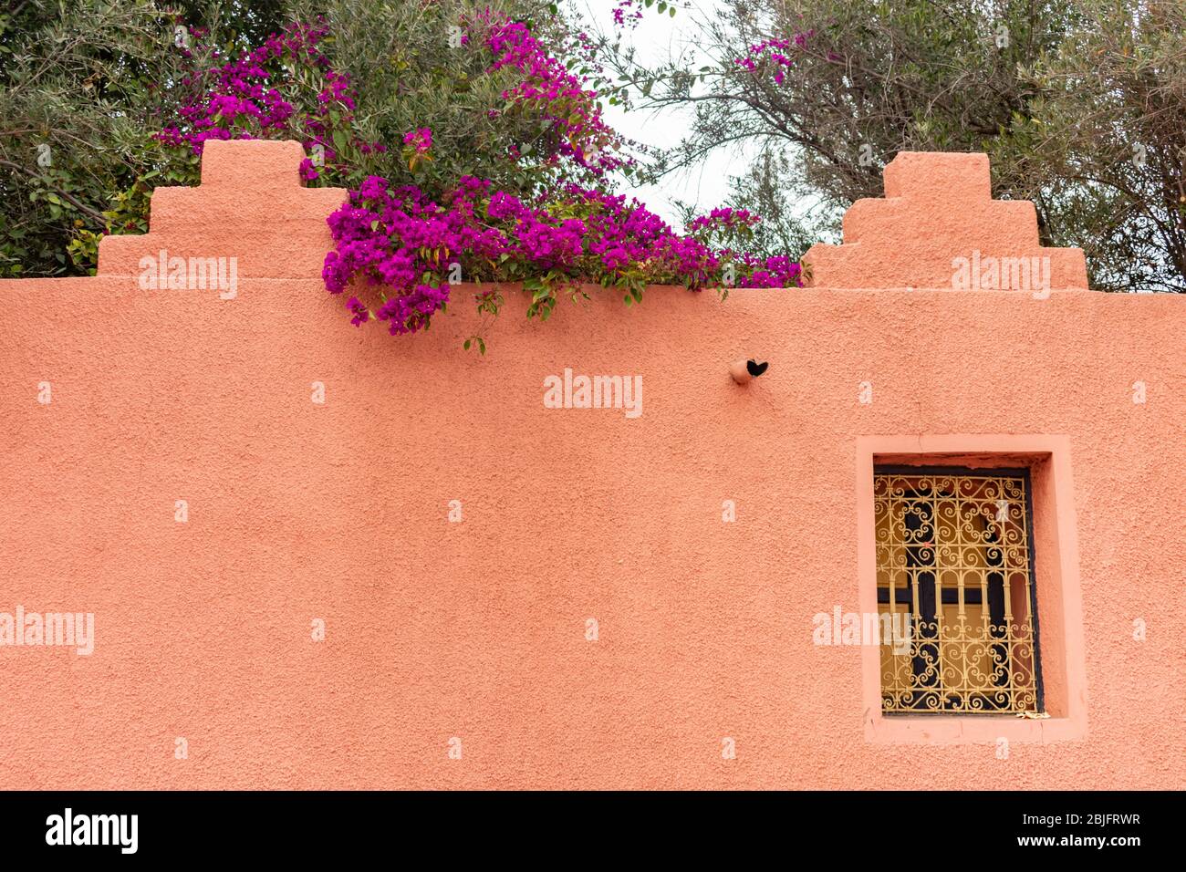 Maroc, fleur du désert, Fleur dans le désert - photo envoyé…