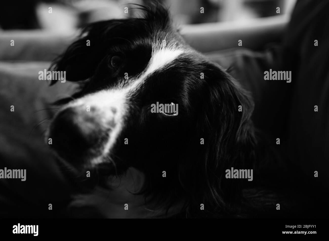 Black and white image of pet collie dog looking to camera Stock Photo