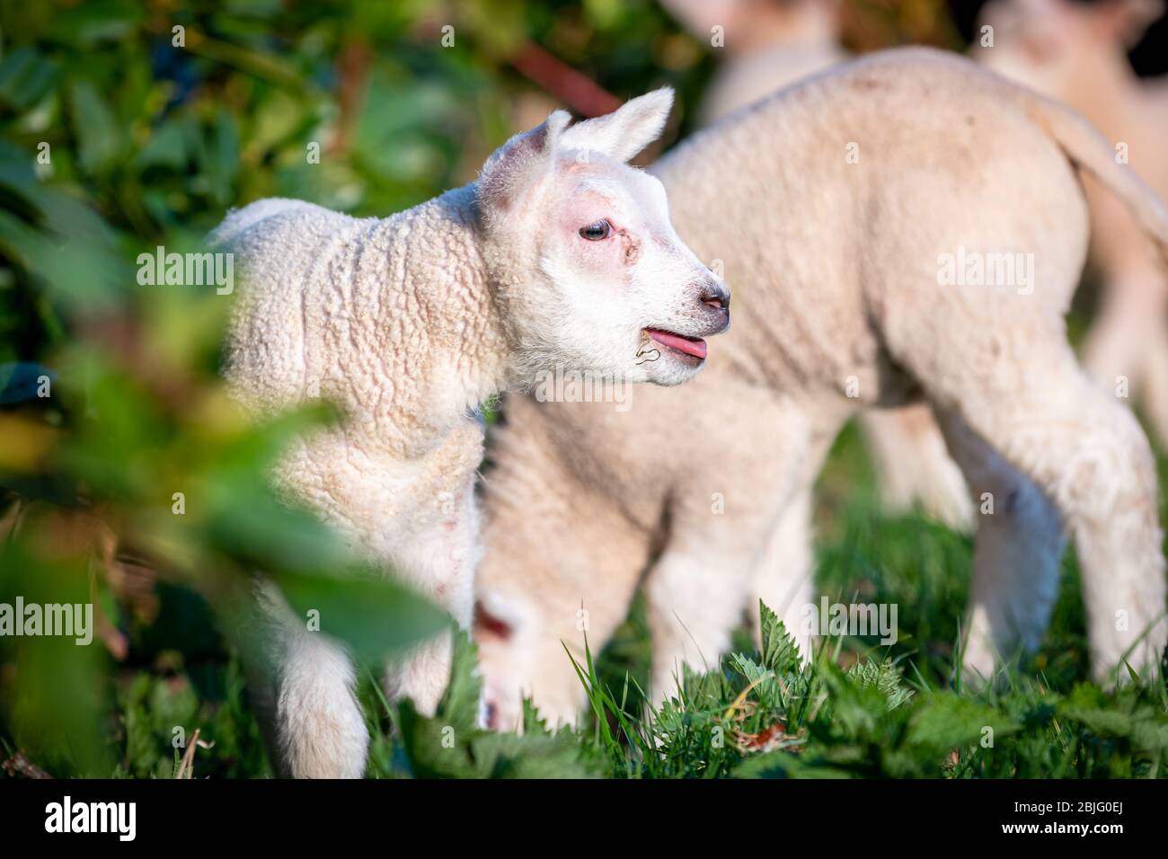 cheerful and playful herd of lambs in the ranch farm cattle animal selective focus blur Stock Photo