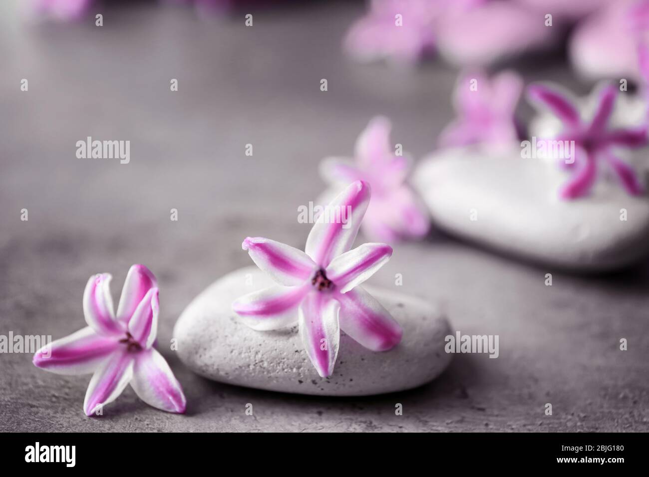 Spa stones and hyacinth on gray table Stock Photo