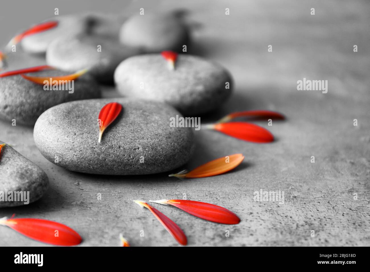 Spa stones and chrysanthemum petals on gray table Stock Photo