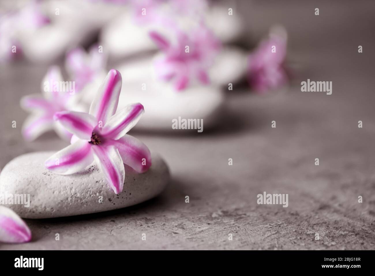 Spa stones and hyacinth on gray table Stock Photo