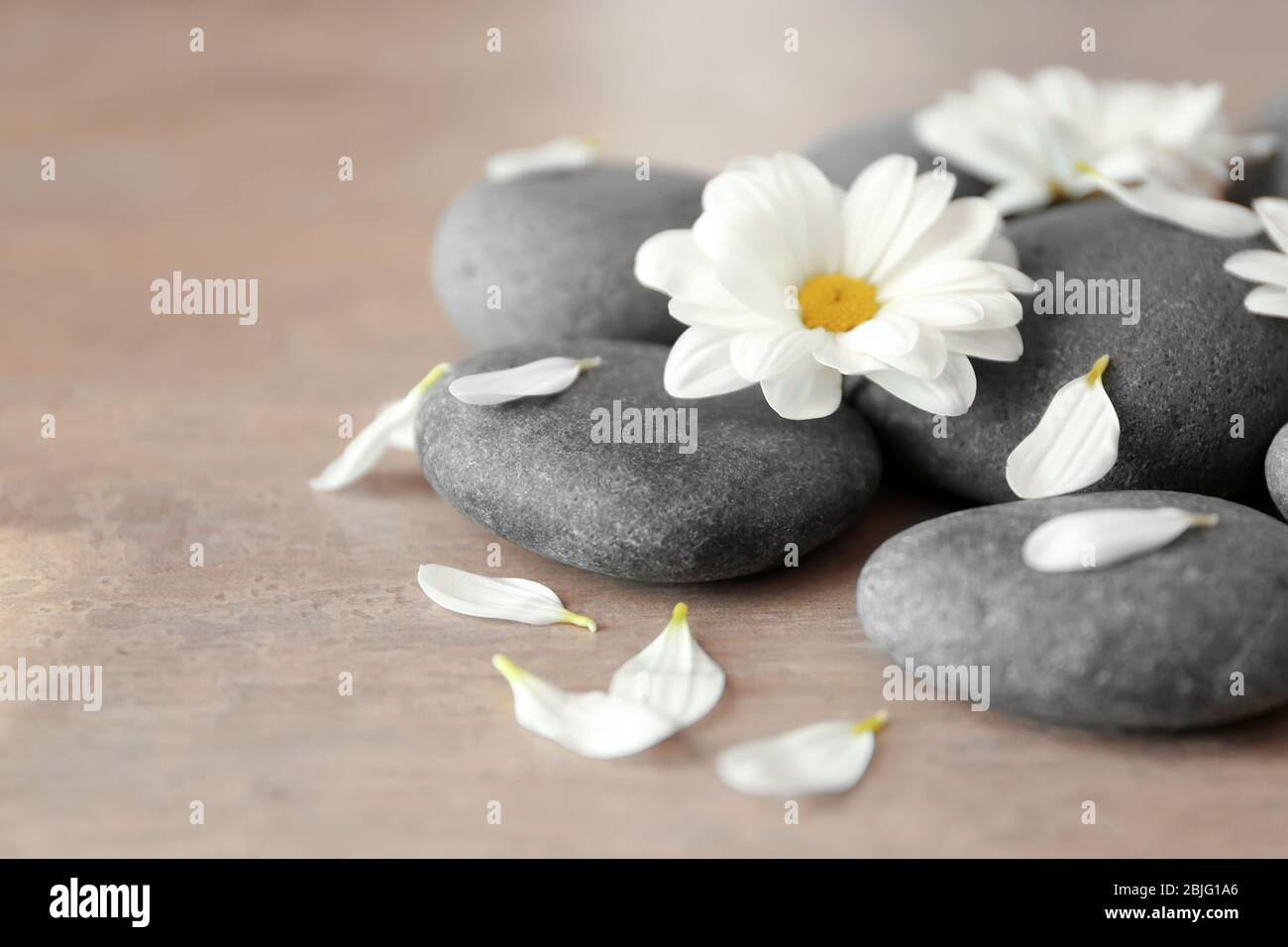 Spa stones and chrysanthemum on textured background Stock Photo