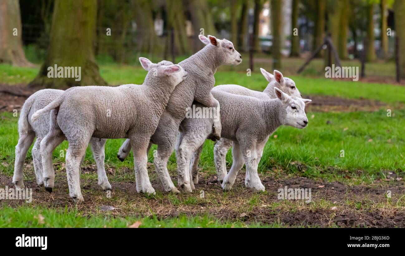cheerful and playful herd of lambs in the ranch farm cattle animal selective focus blur Stock Photo