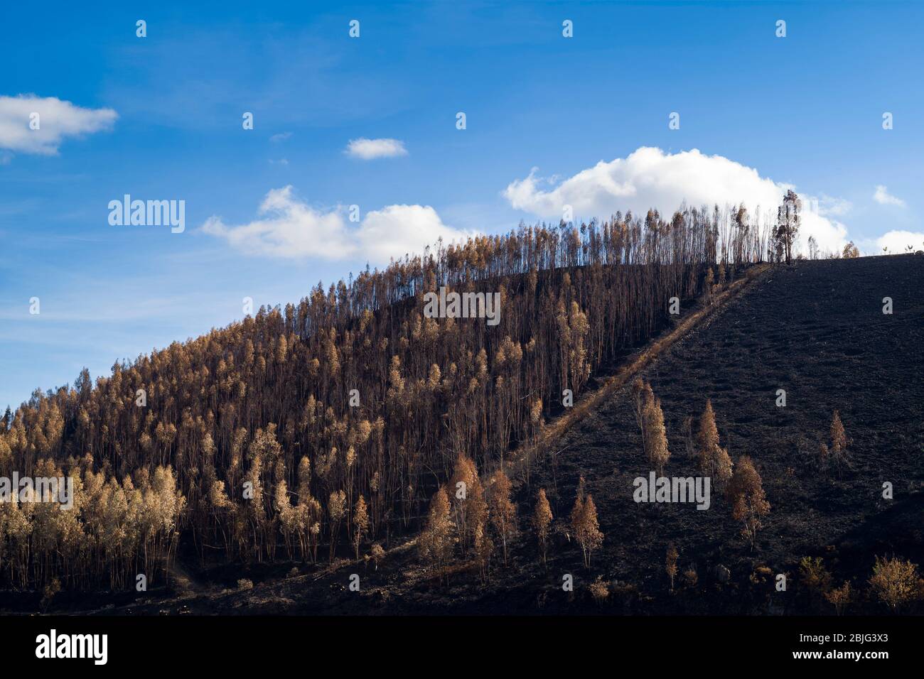Serra do Marao mountain range and fire damaged burnt trees on mountain slope after the wildfire of 2017 in Portugal. Stock Photo