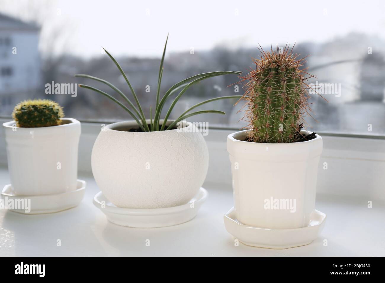 Plants in pots on white window sill Stock Photo