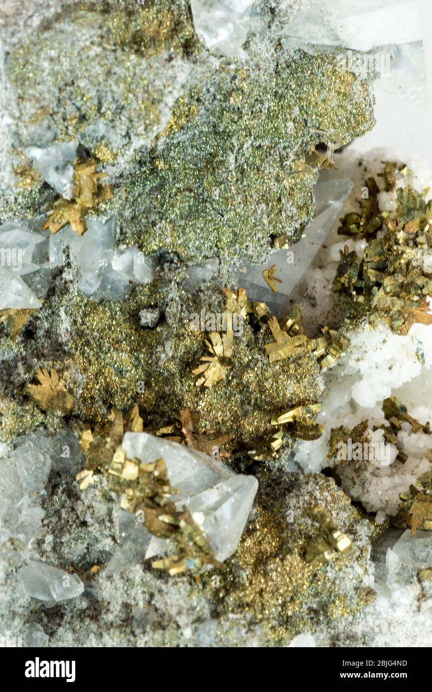 Decorative specimen hi-res stock photography and images - Alamy