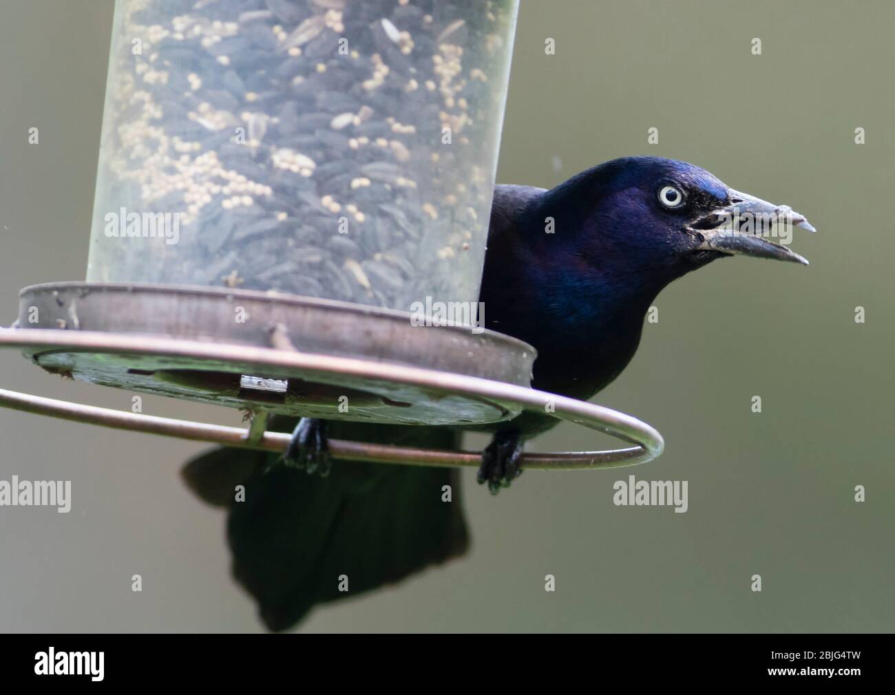 Big black bird Stock Photo
