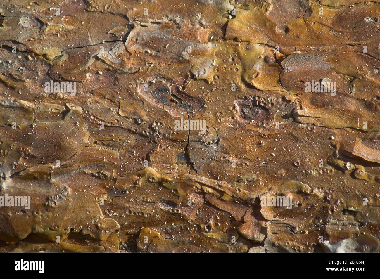 Pine bark in close-up. Texture. Kiefernrinde in Nahaufnahme. Textur. Kora sosny w zbliżeniu. Tekstura.在特寫鏡頭的杉木吠聲。紋理。 Stock Photo