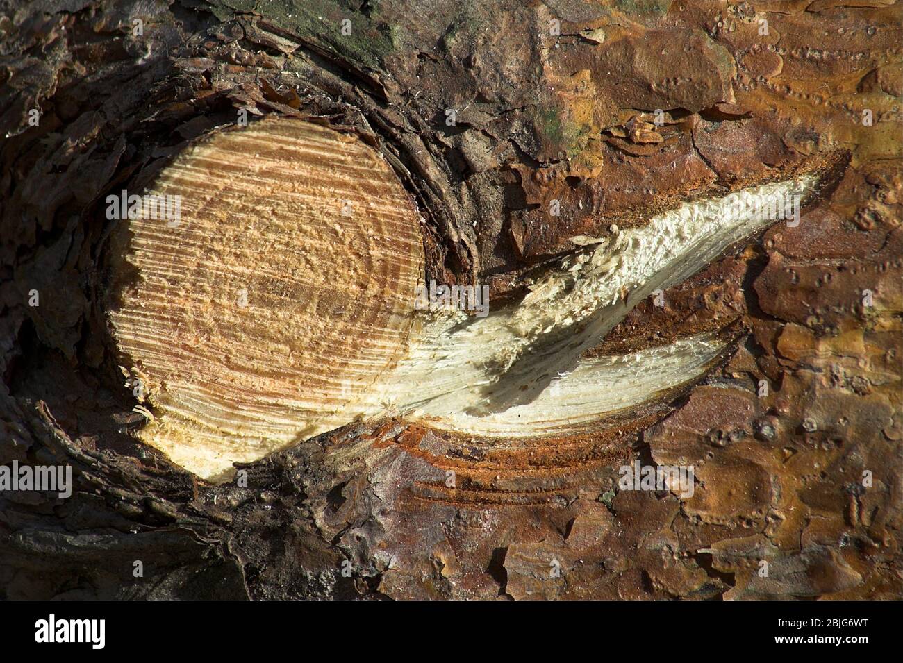 Pine bark, trace of the cut off branch trace of the chainsaw. Kiefernrinde, Spur des abgeschnittenen Astes, Spur der Kettensäge. Kora sosny. 松樹皮，電鋸的痕跡 Stock Photo