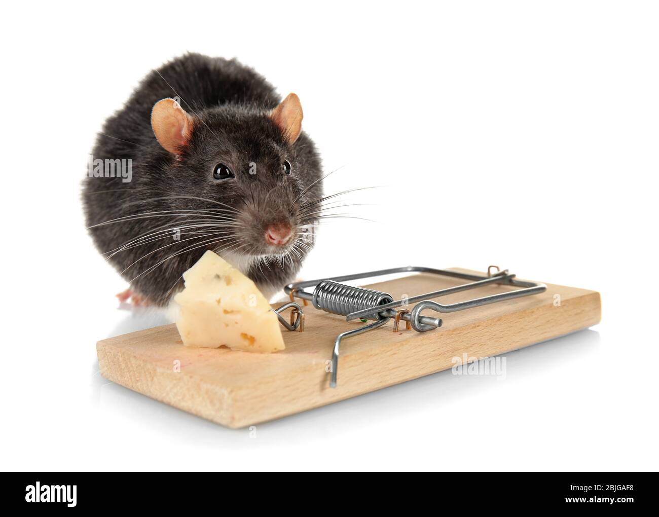 Cute rat and mousetrap with cheese on white background Stock Photo - Alamy
