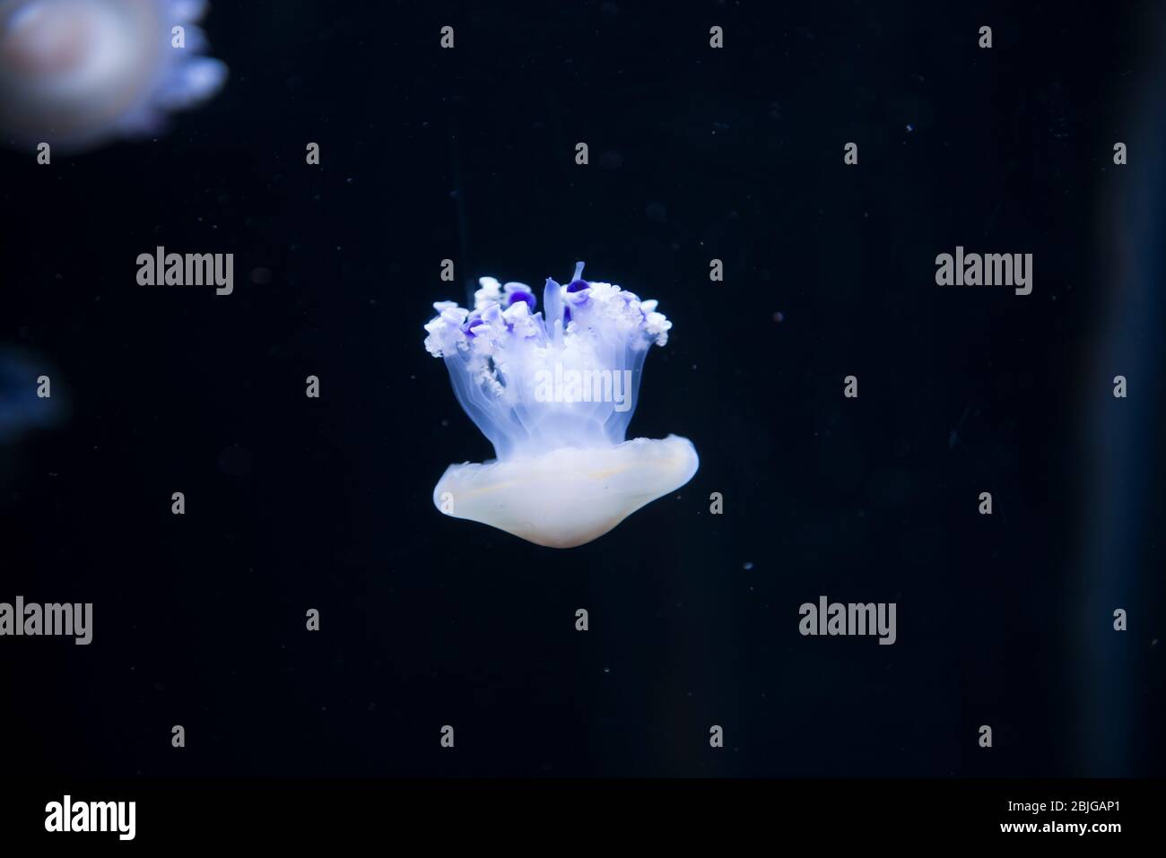 National Aquarium Jellyfish Stock Photo