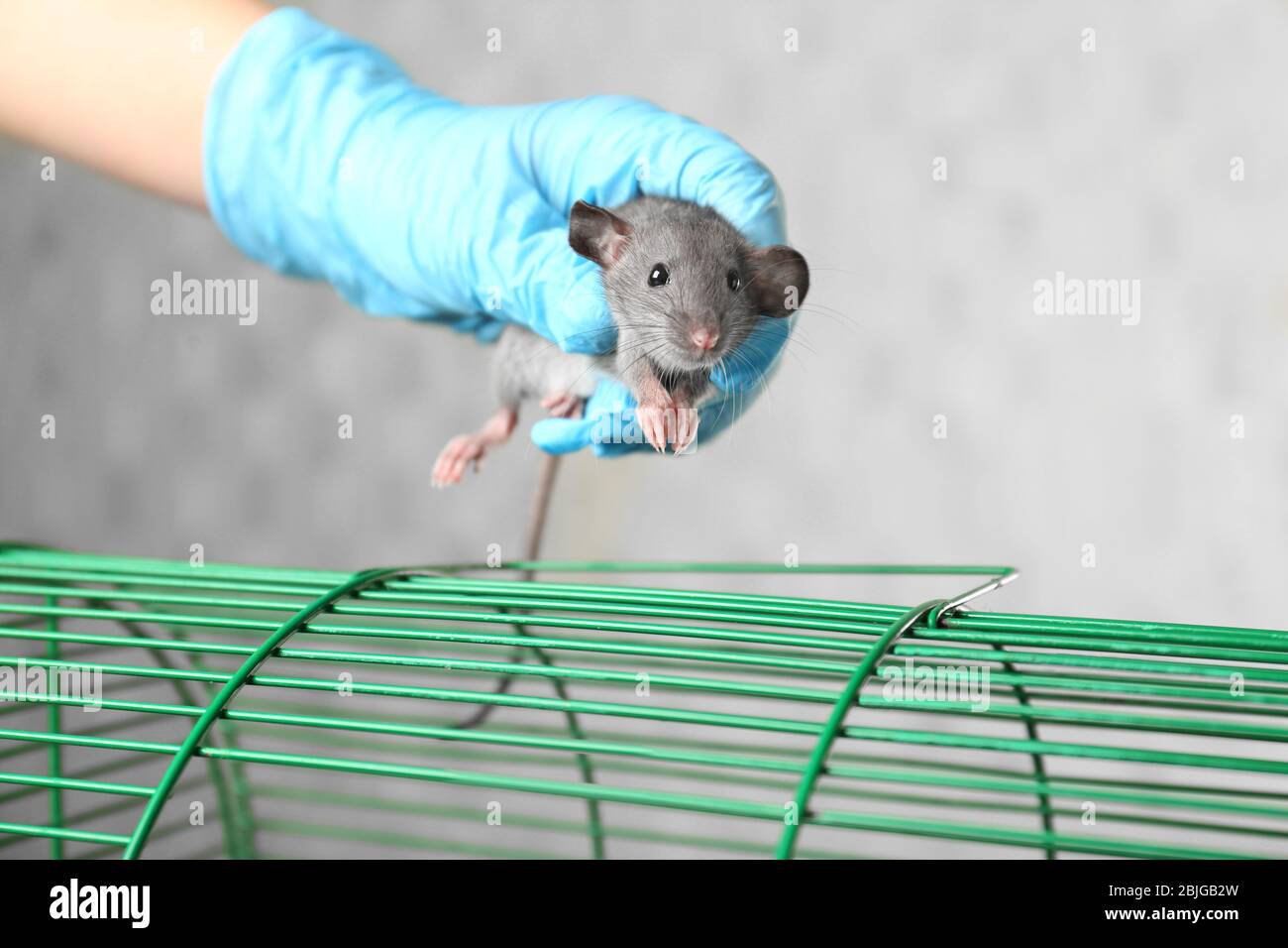 Lab rat hi-res stock photography and images - Page 20 - Alamy