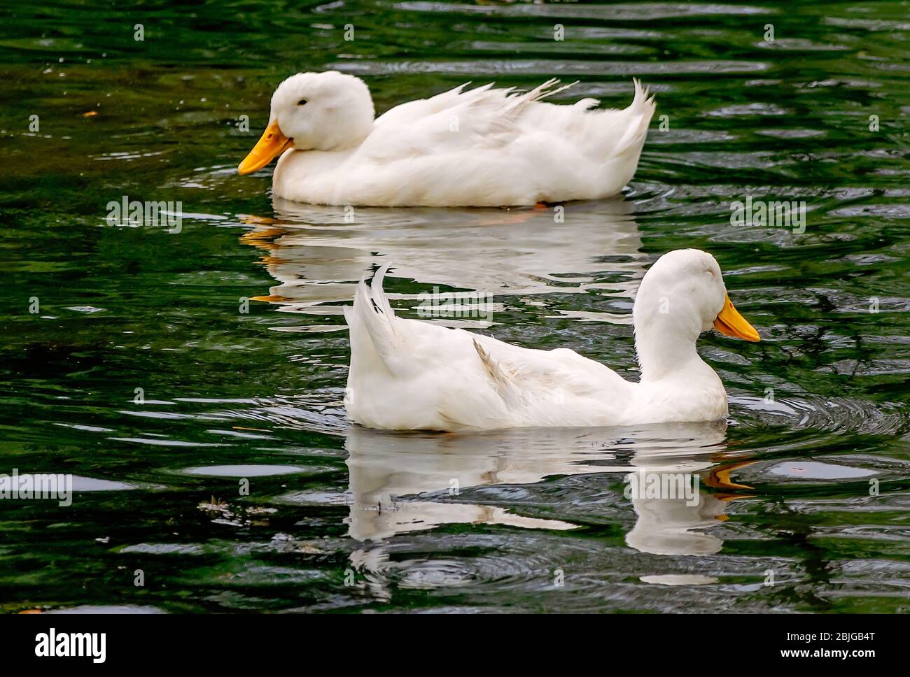 Pekin ducks hires stock photography and images Alamy