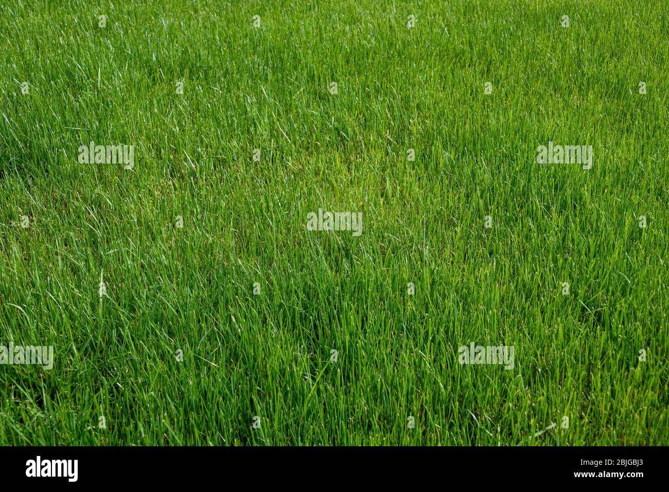 Tall green grass background hi-res stock photography and images - Alamy