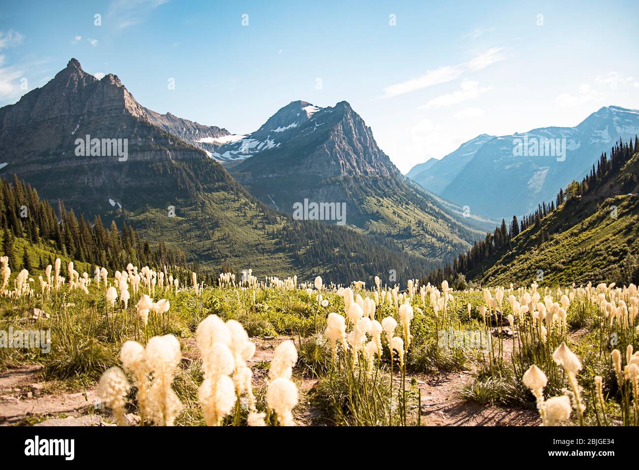 A landscape scenic view of the Rocky Mountain Range of Glacier National Park in Montana. Big blue skies and beargrass in bloom. A huge tourist destina Stock Photo