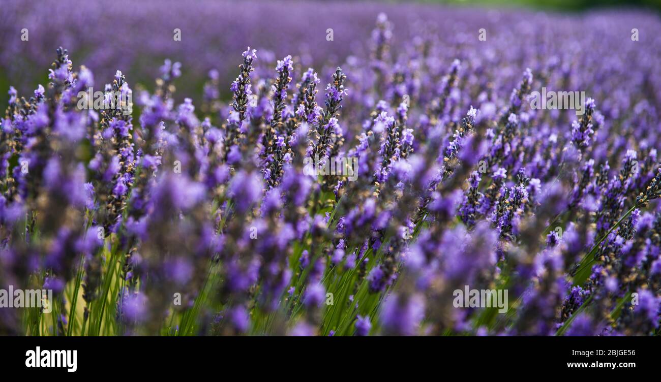 Washington Island Lavender Fields Stock Photo Alamy