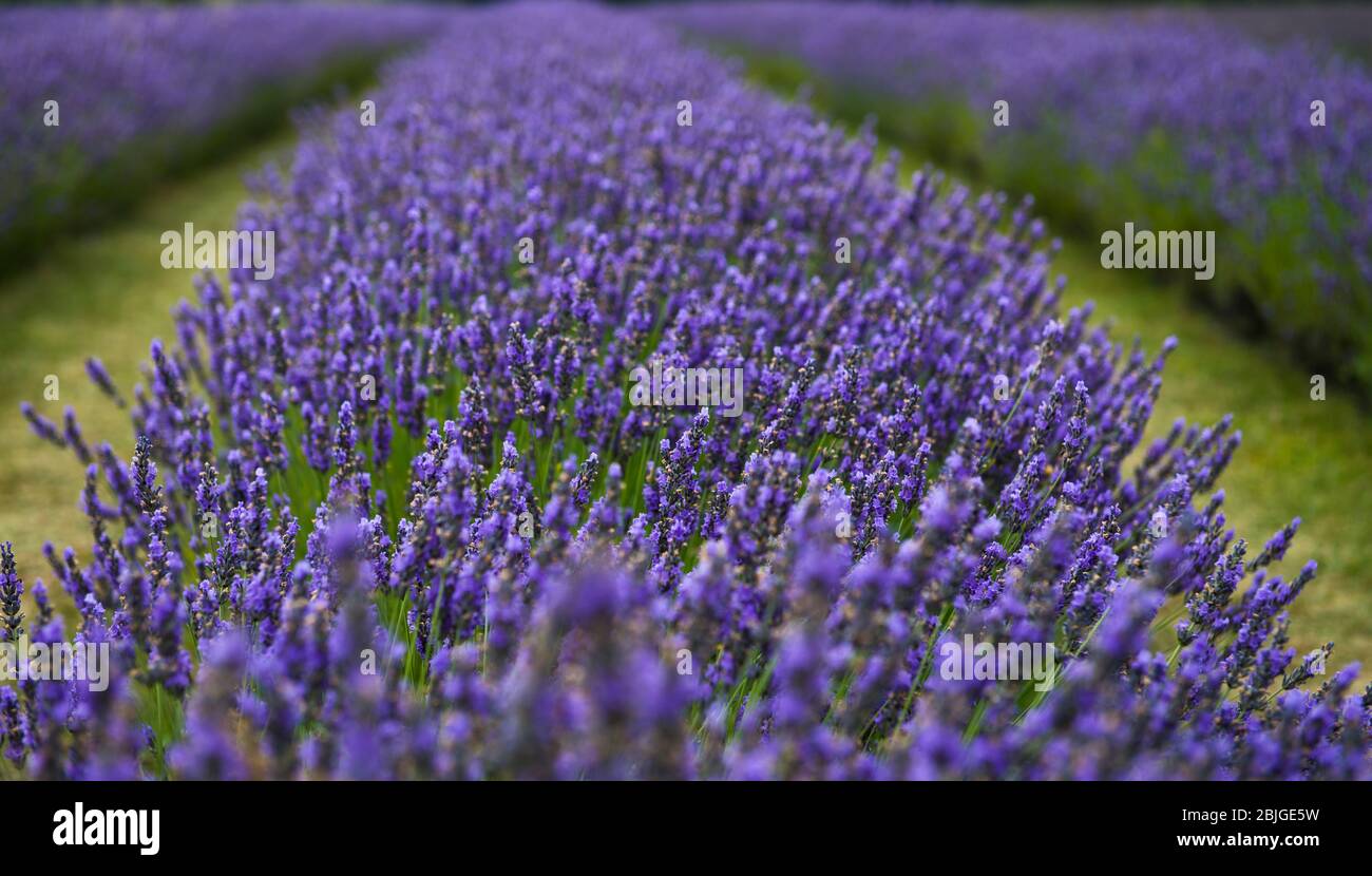 Washington Island Lavender Fields Stock Photo Alamy